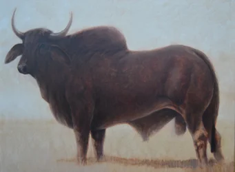 Taureau Brahmane